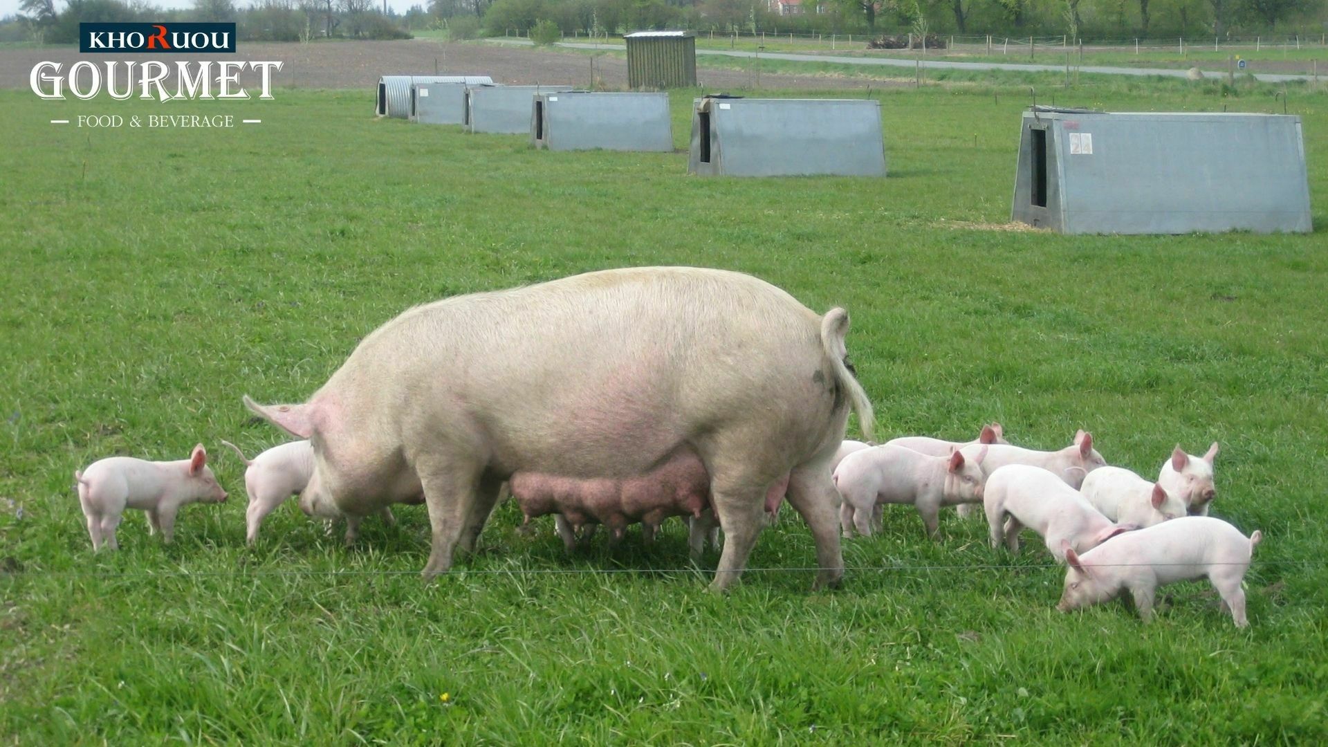 Những chú lợn organic được chăn nuôi trong các nhà riêng biệt, có hỗ trợ quạt gió công suất cao. Được nằm trên nền nệm, sở hữu khả năng xử lý vi sinh vật hiện đại, sạch sẽ 100%.