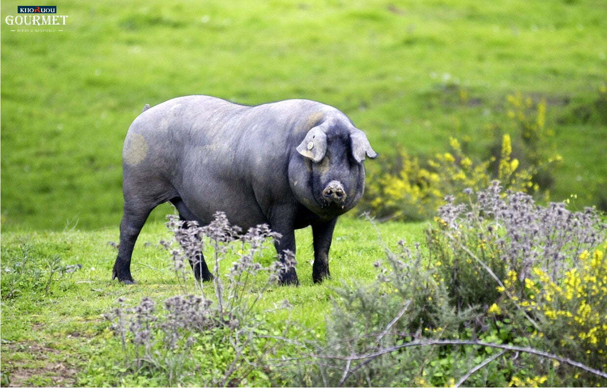 Lợn đen Iberico là giống lợn có thịt ngon và dinh dưỡng trên Thế giới