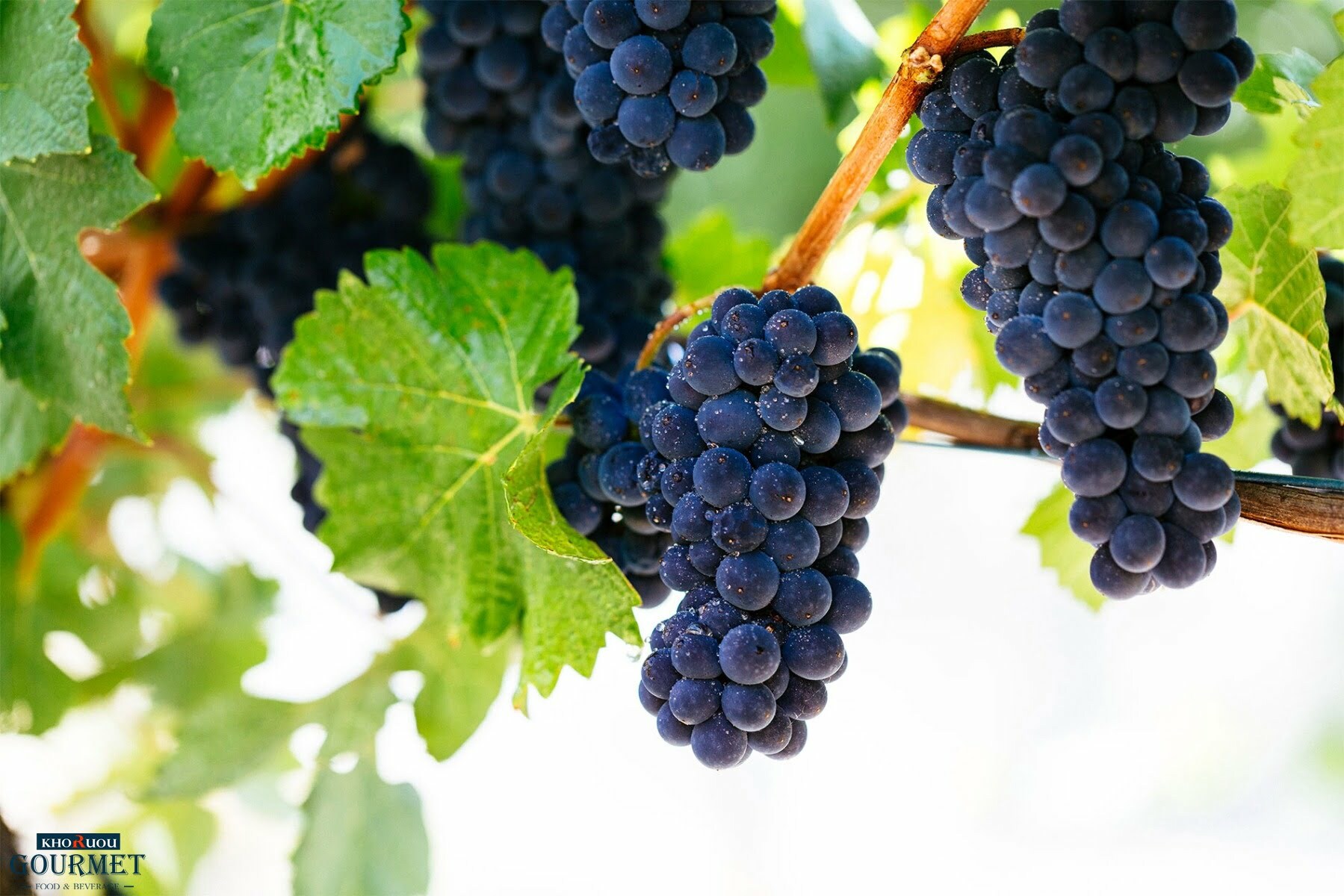 Rượu vang đỏ Pháp Bordeaux có gì đặc biệt? 